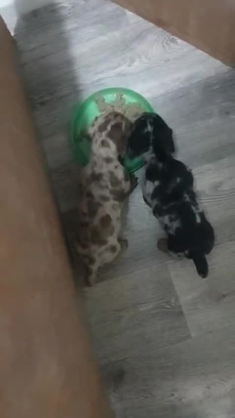 Dachshund dogs for sale: 2 boy Miniture dashund puppies for sale  - Video 1