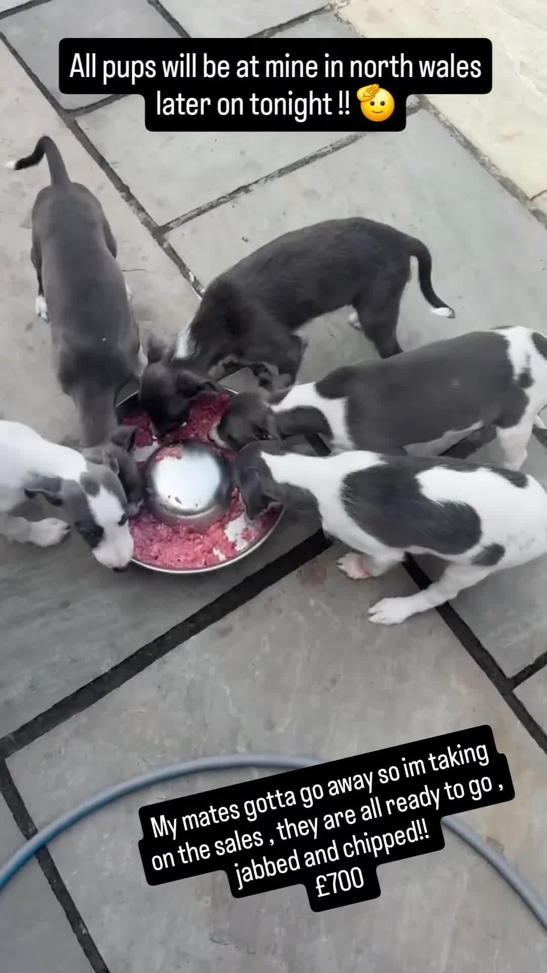 Mixed Breed dogs for sale: Bedlington whippets  - Video 1