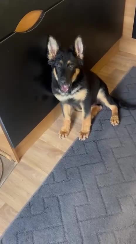 German Shepherd dogs for sale: German shepherd female  - Video 1