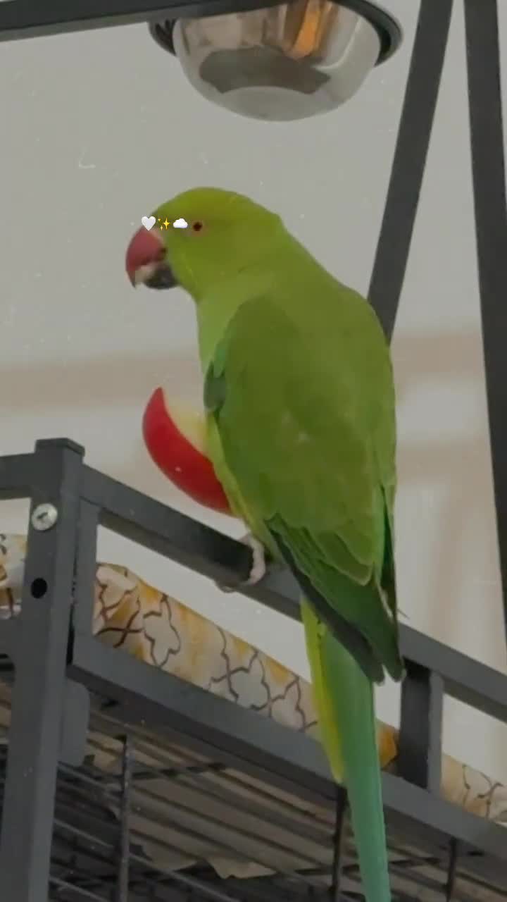 Ringnecks birds for sale: Ring neck parrot Pico  - Video 1