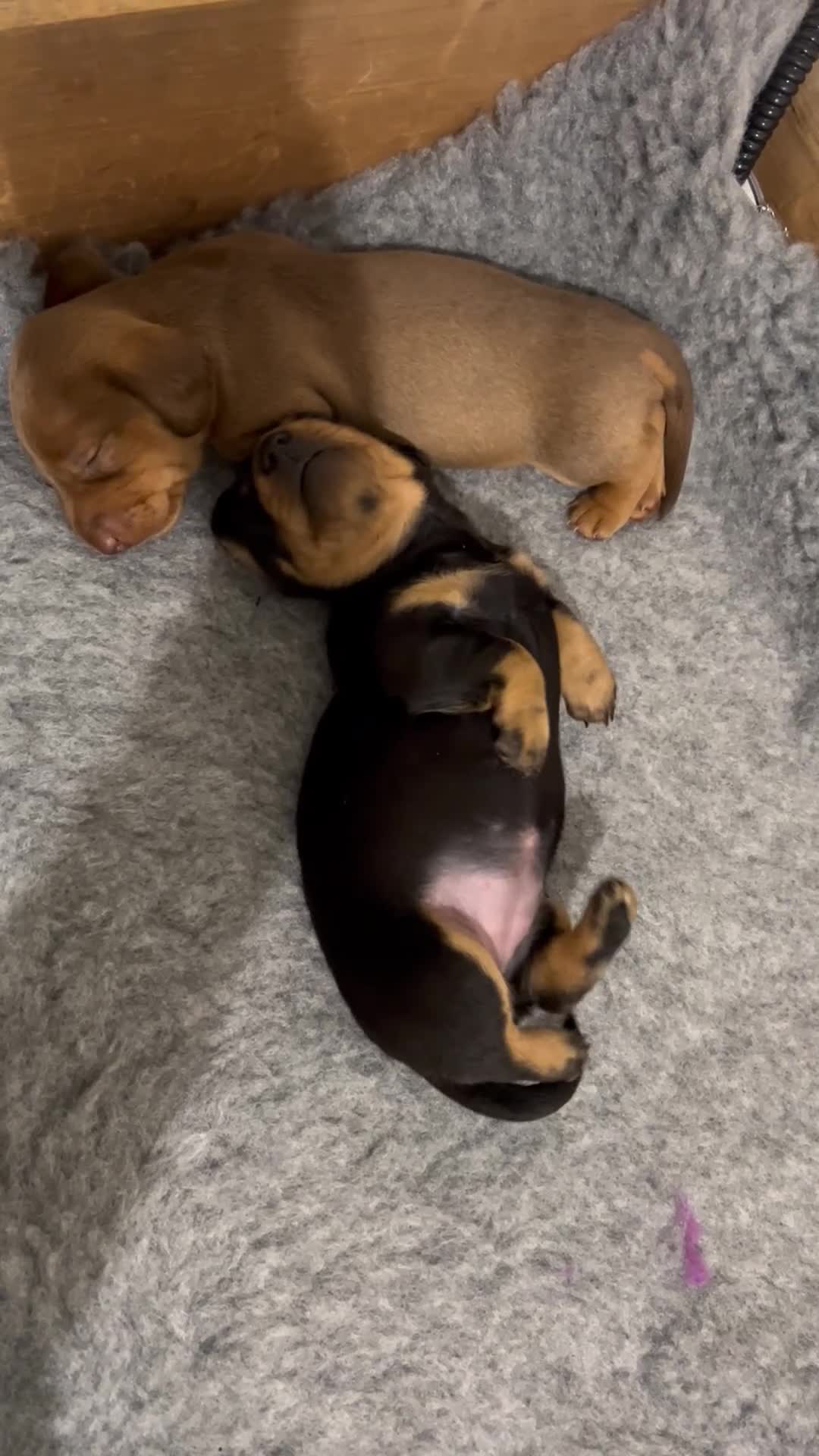 Dachshund dogs for sale: Beautiful KC miniature Smooth  - Video 1