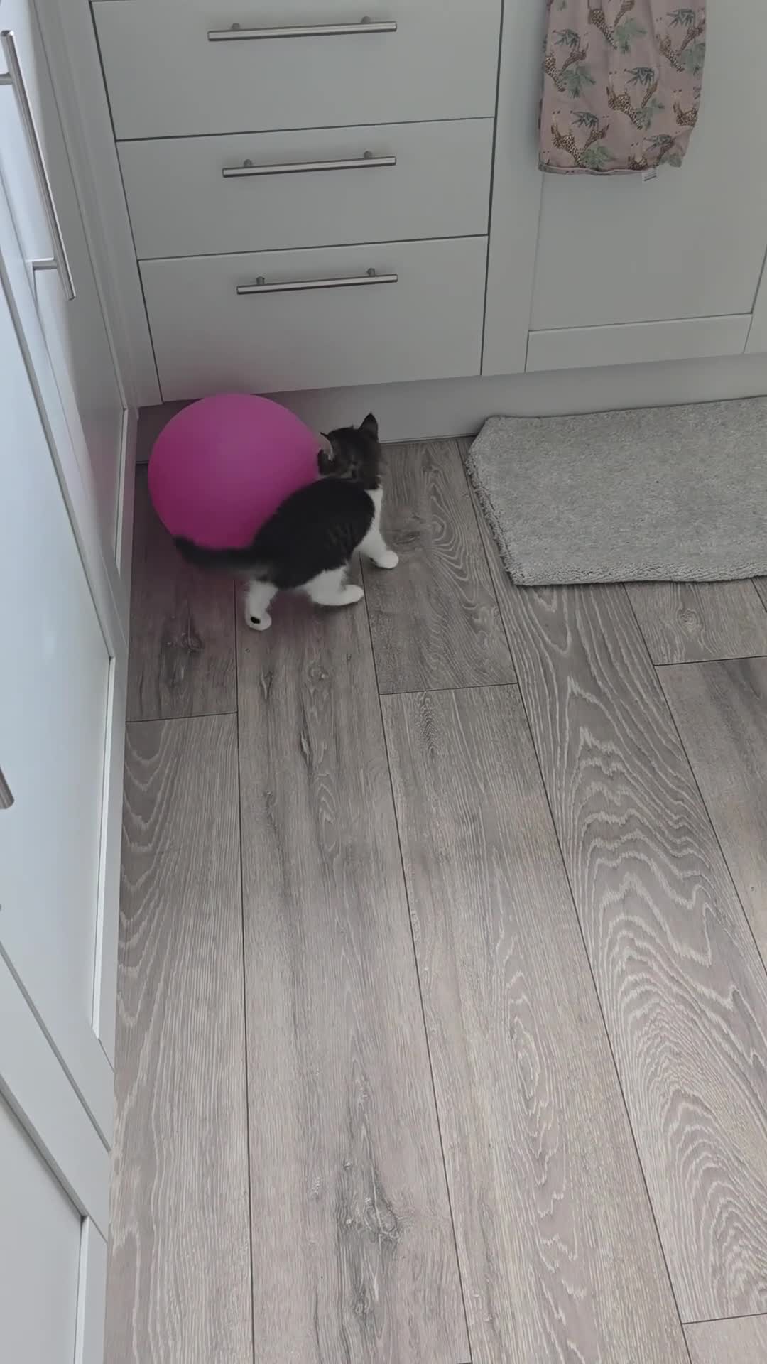 Ragdoll cats for sale: Cross ragdols - Video 1