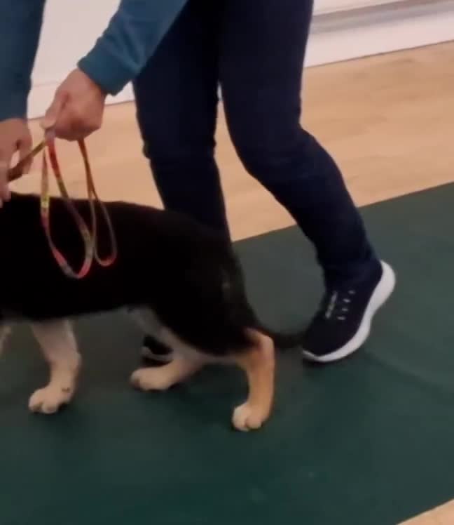 German Shepherd dogs for sale: KC Health Tested Gsd READY NOW! - Video 2