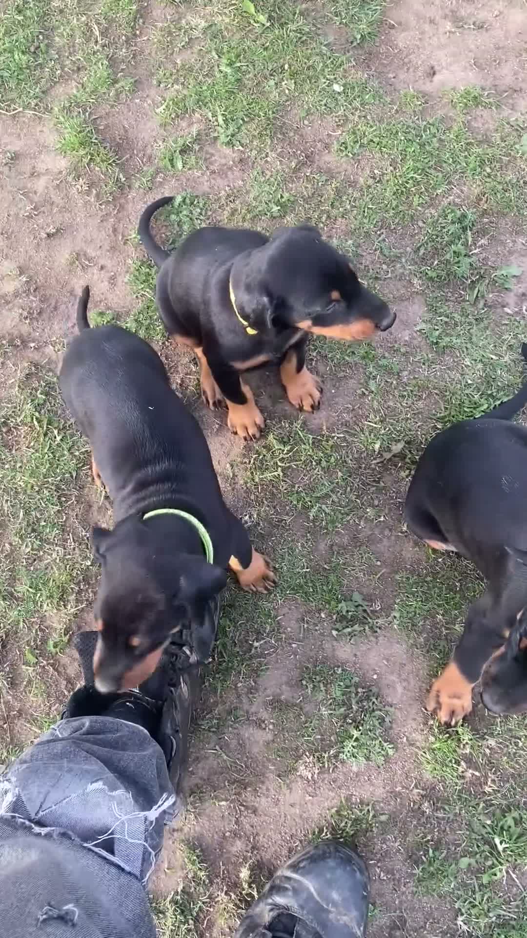 Dobermann dogs for sale: Dobermann pups - Video 3
