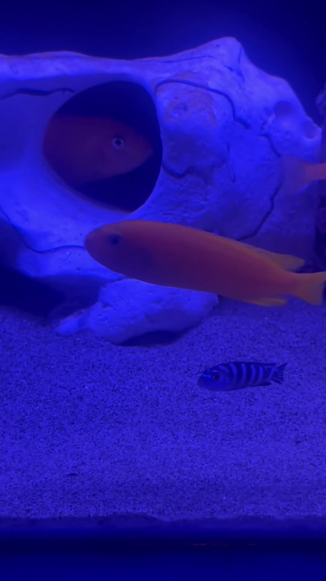 Cichlids fish for sale: African Cichlids & Tropical Fish - Bulk  - Video 2