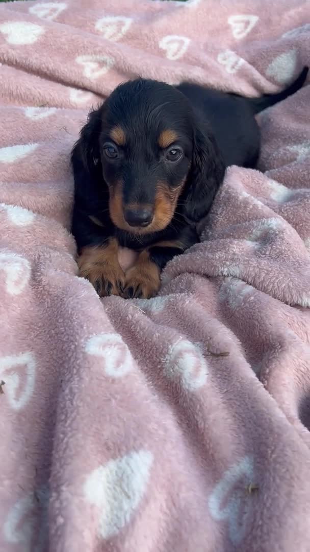 Dachshund dogs for stud: LONGHAIRED KC REG TRI COLOURED STANDARD FOR STUD  in Lancaster - Video 1