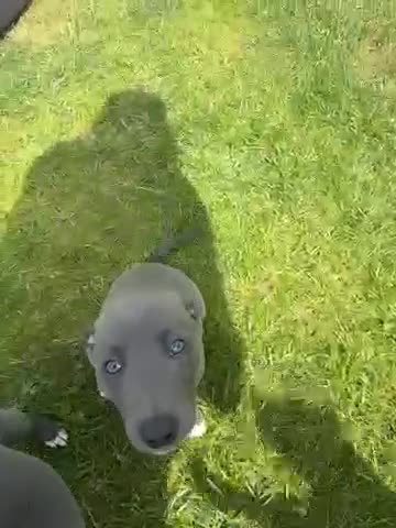 Whippet dogs for sale: Blue and White Whippet Boy and Blue Whippet Boy  in Leamington Spa - Video 1