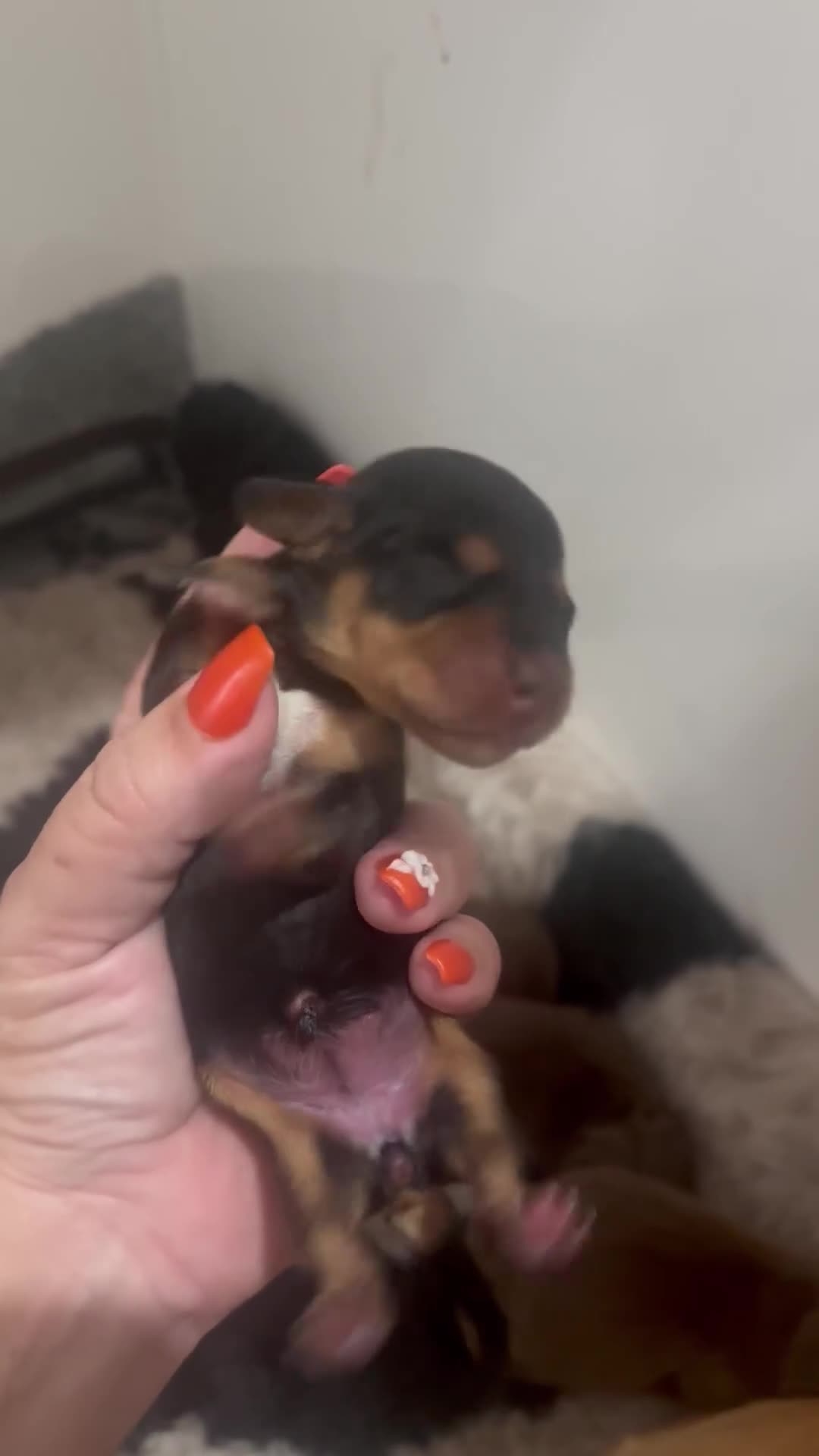 Miniature Dachshund dogs for sale: Minature Dachshunds beautiful puppies  - Video 2