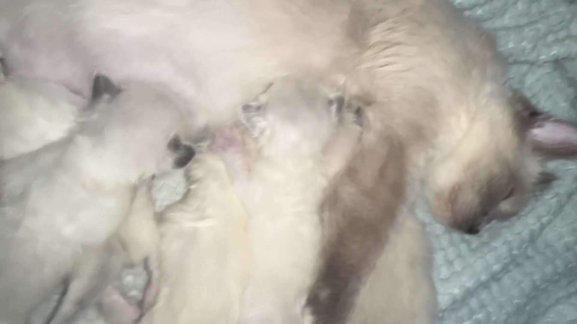 Ragdoll cats for sale: Ragdoll kittens  - Video 2