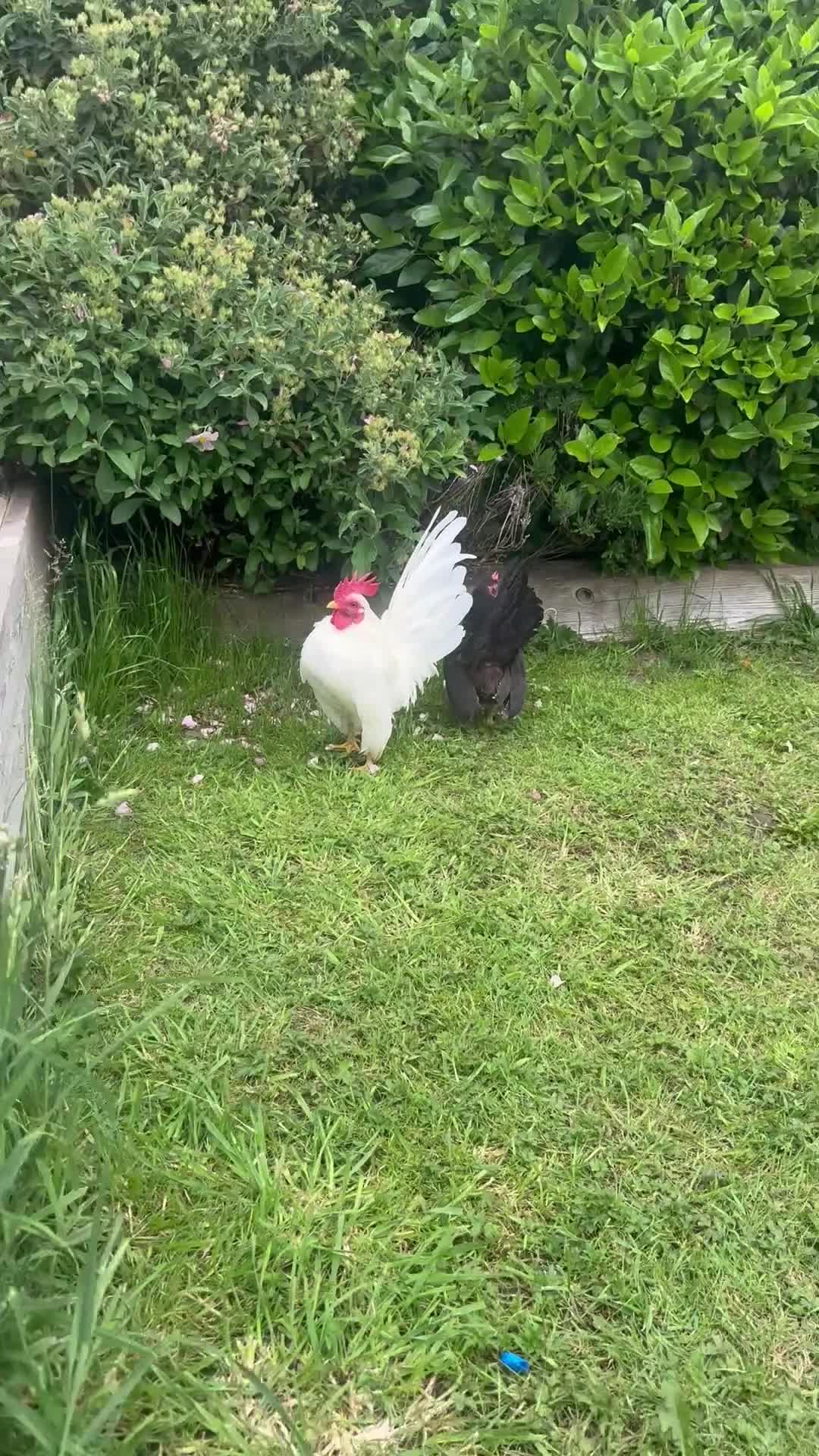 Chickens poultry for sale: ***The Worlds smallest—Serama Bantams*** - Video 1