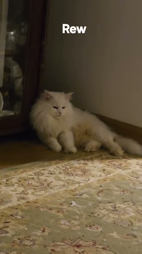 Siberian cats for sale: Siberian Pedigree - Video 1