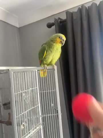 Parrots birds for sale: Amazon blue fronted parrot  - Video 4