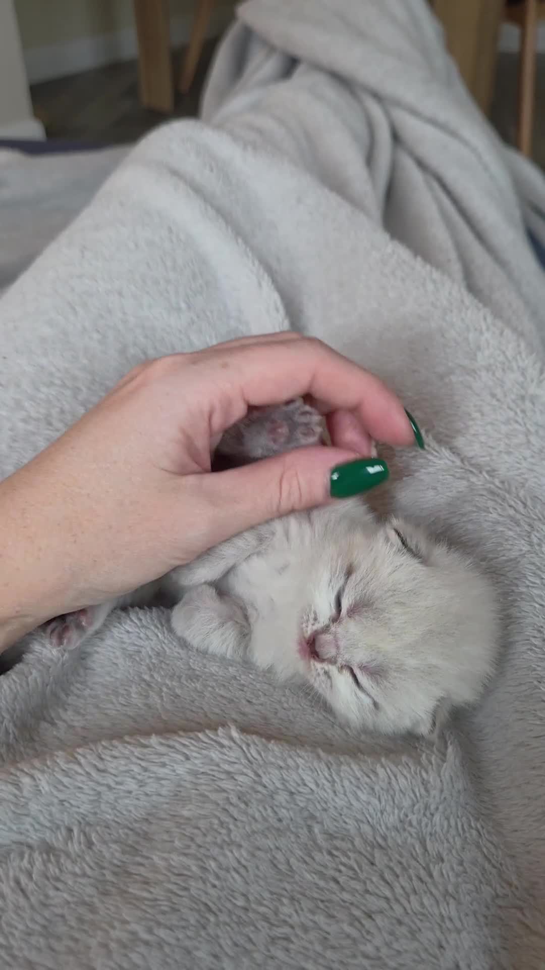 Scottish Fold cats for sale: Scottish Fold/Straight Kittens For Sale  - Video 4