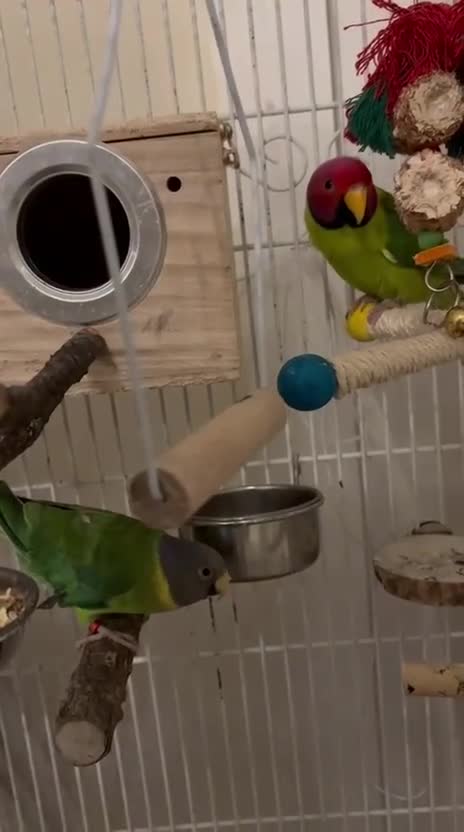 Parakeets birds for sale: Male and female plum head parakeets  - Video 1