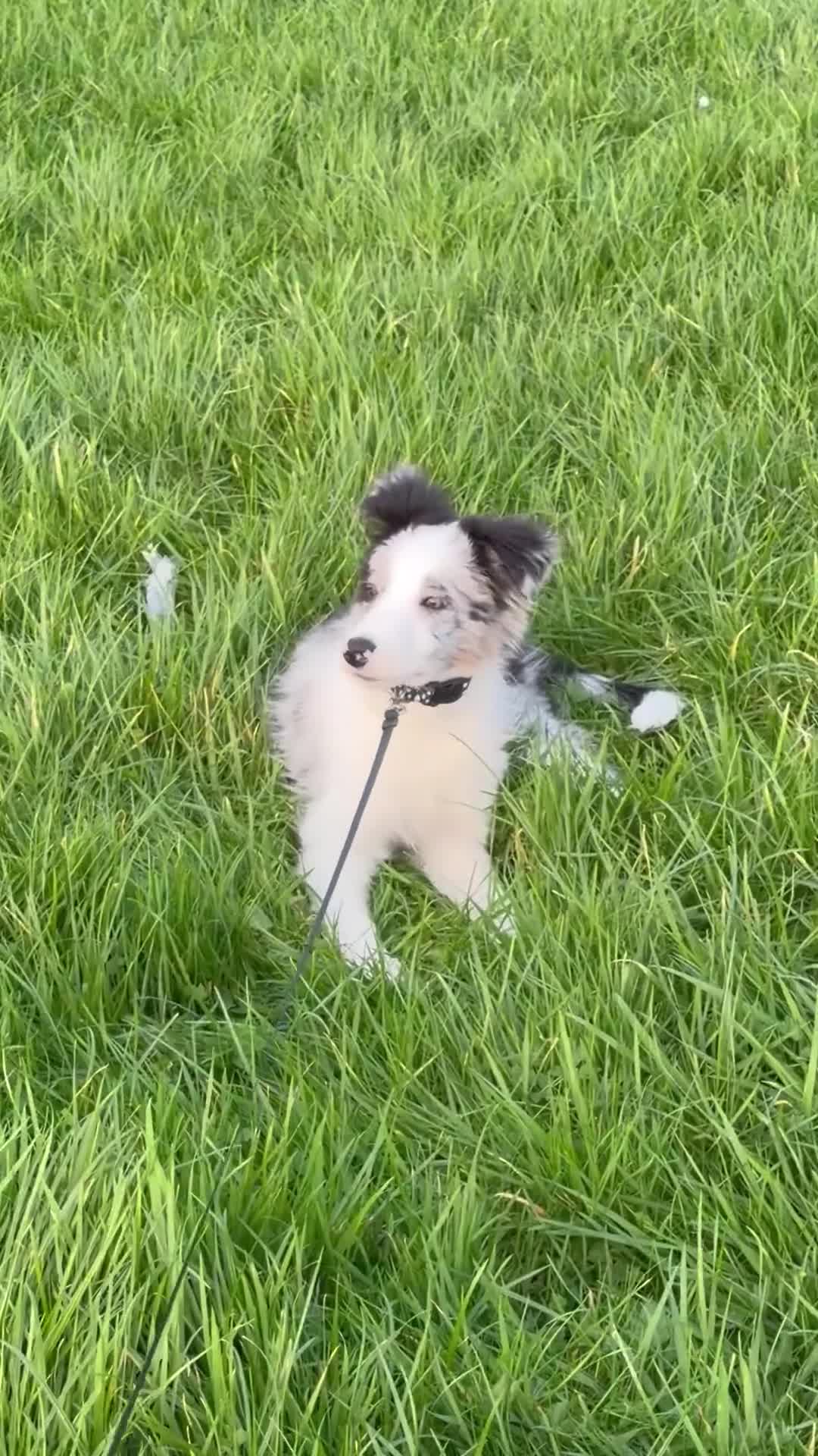 Border Collie dogs for sale: Border collie black Merle rehome  in Liverpool - Video 1