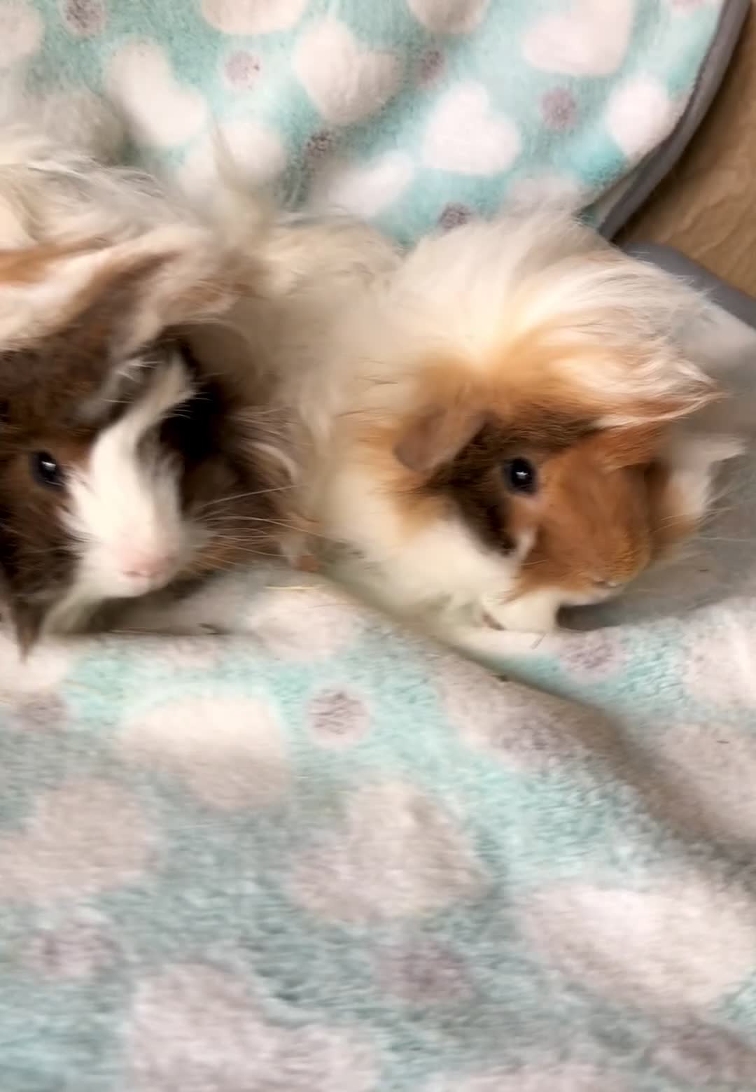 Guinea Pig rodents for sale: two beautiful Peruvian brothers  - Video 1