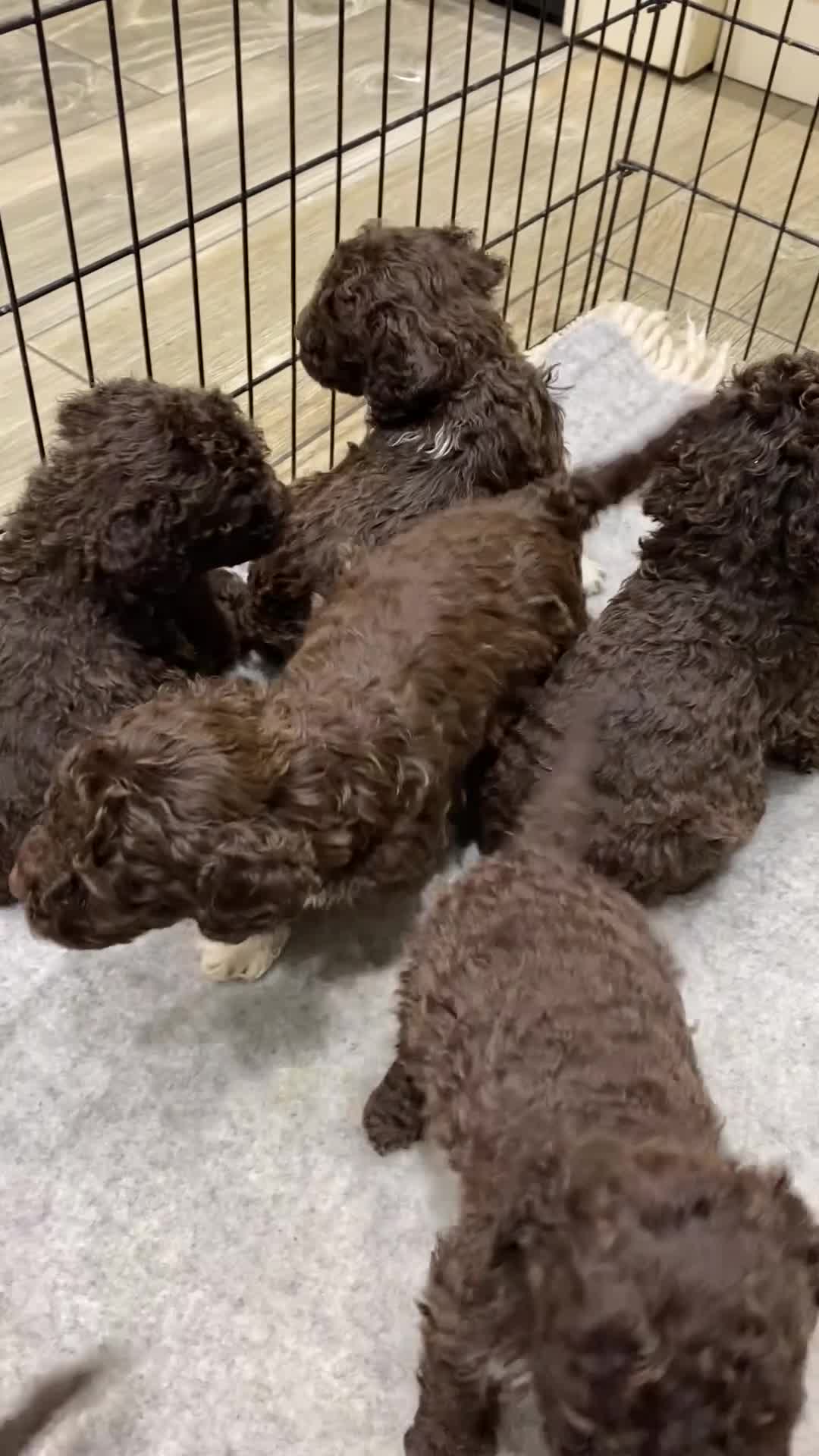 Lagotto Romagnolo dogs for sale: Lagotto Romagnolo puppies  - Video 1