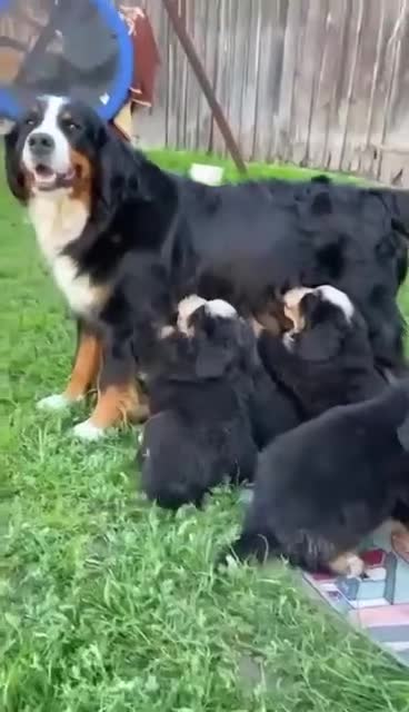 Bernese Mountain Dog dogs for sale: Bernese Mountain Dog  - Video 1
