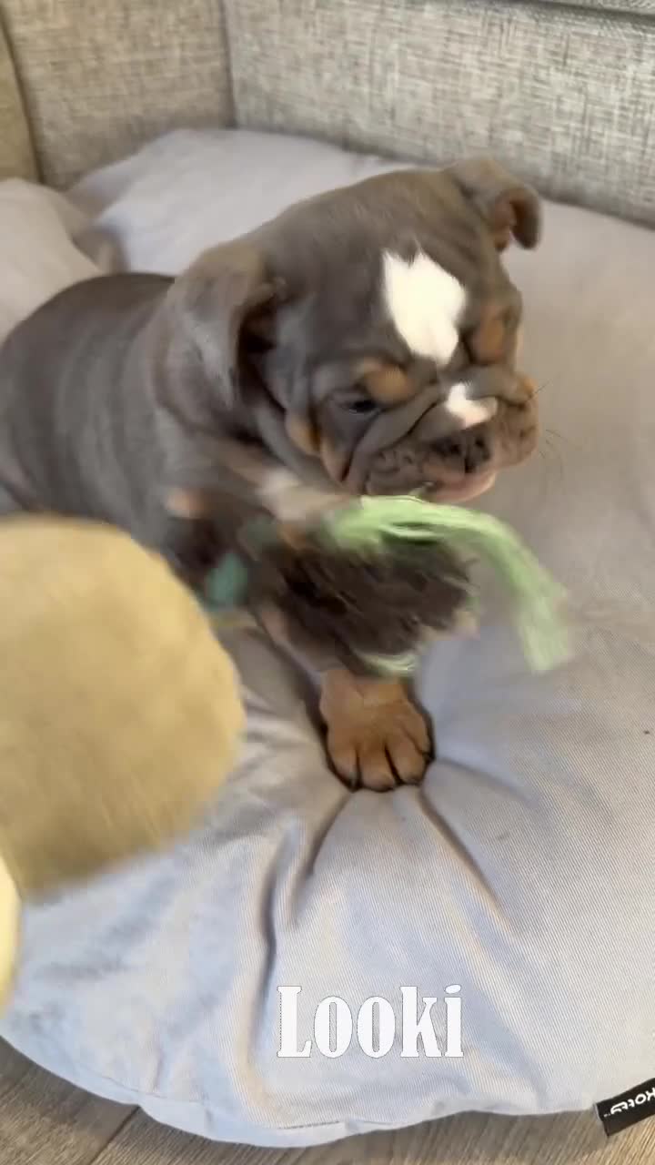 English Bulldog dogs for sale: KC registered English bulldog puppies  - Video 1