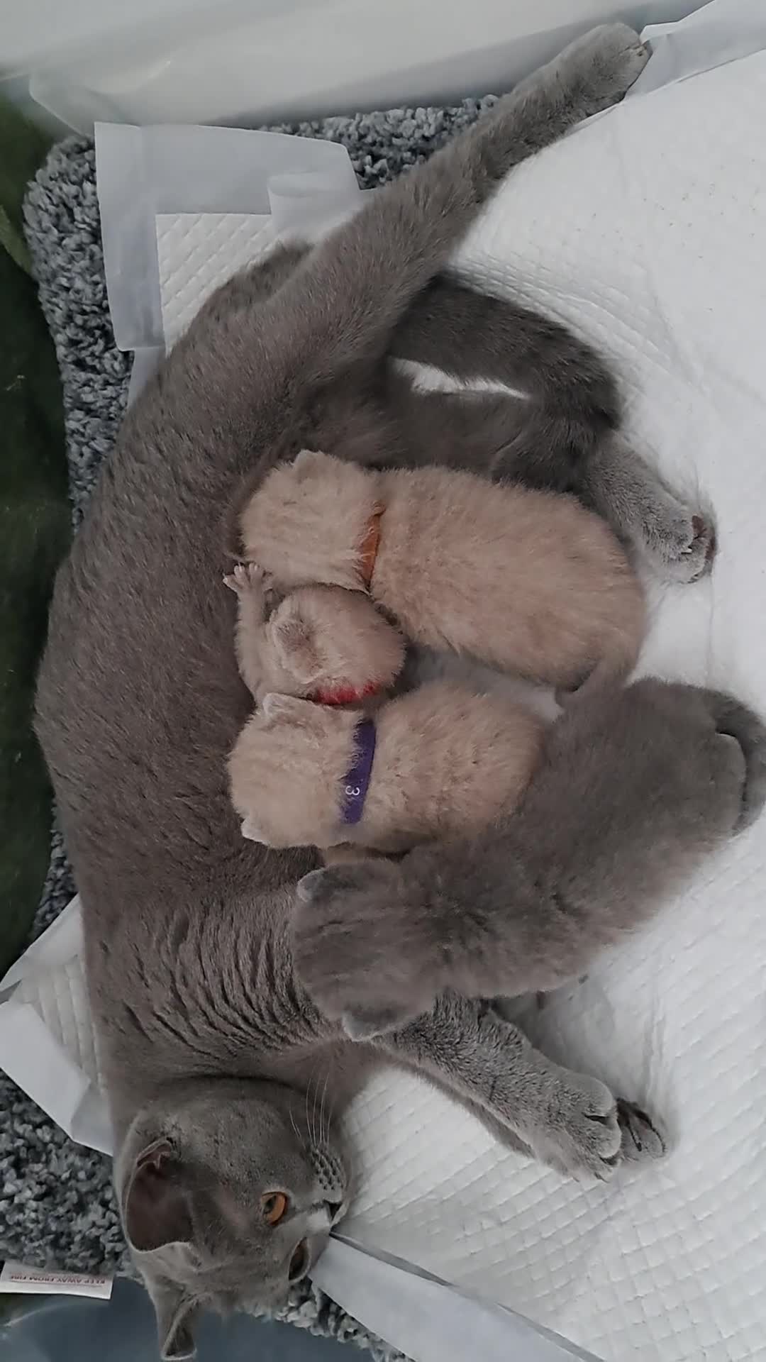British Shorthair cats for sale: British Shorthair Lilac and Blue colour  - Video 2