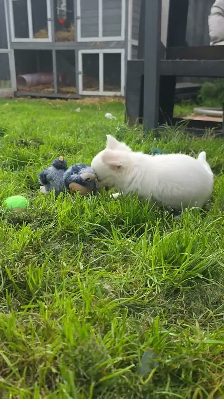 Chihuahua dogs for sale: READY NOW- Rare full white & fawn sable chihuahuas - Video 3