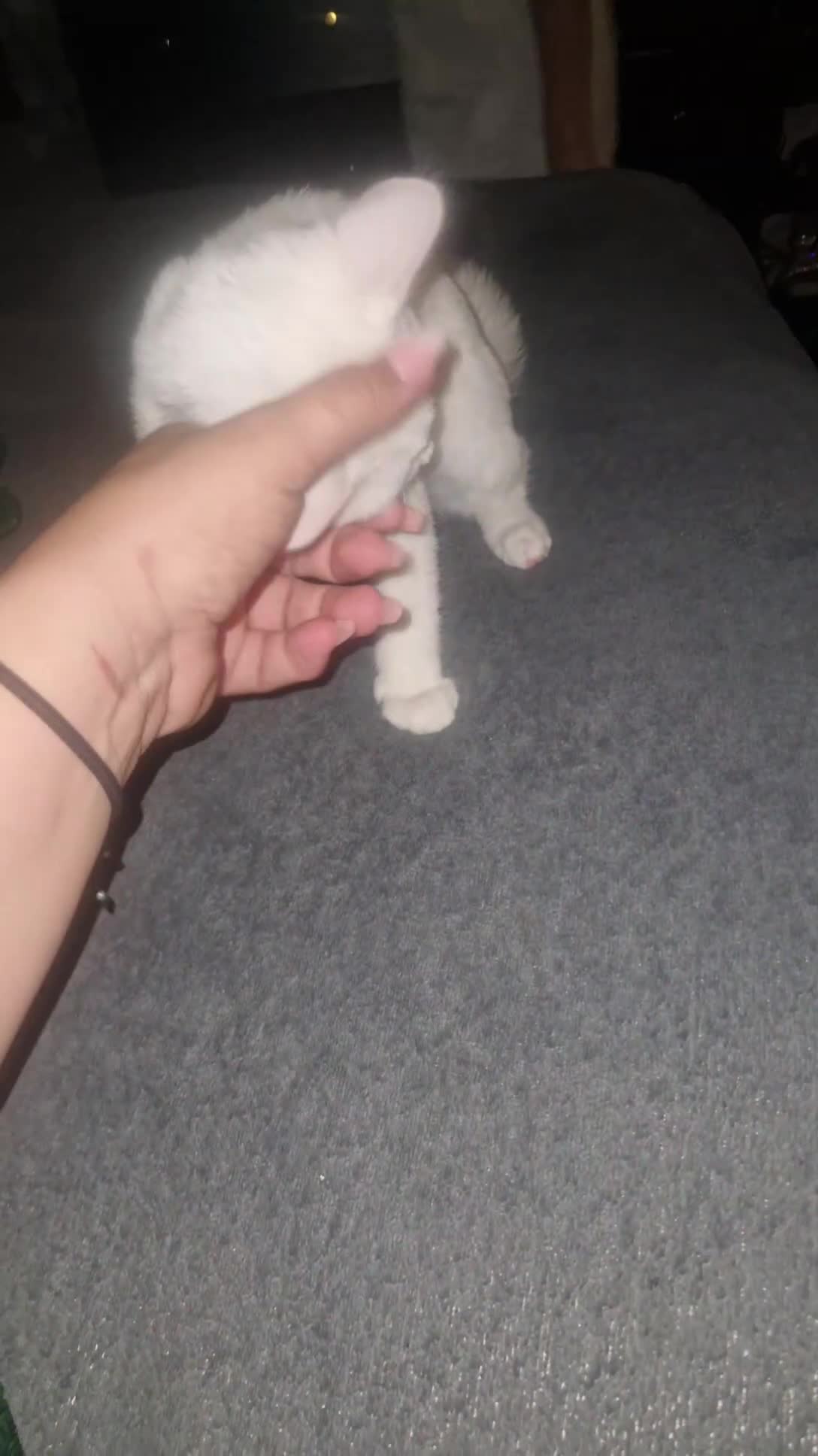 Turkish Angora cats for sale: Our moon baby  - Video 4