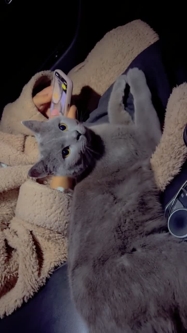 British Shorthair cats for sale: 14-Month-Old British Shorthair - Video 5