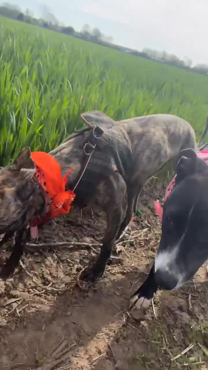 Whippet dogs for sale: Whippet bitch for Sale in Doncaster - Video 2