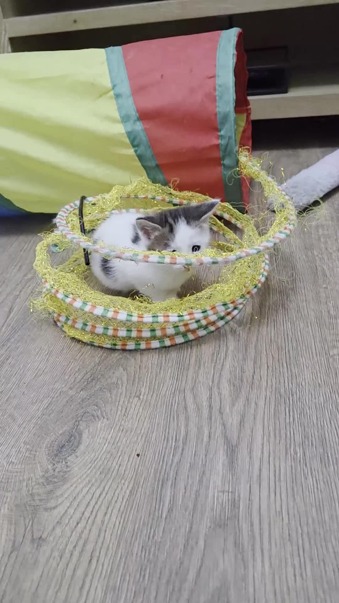 Mixed Breed cats for sale: RAGDOLL/ PERSIAN KITTENS  - Video 4