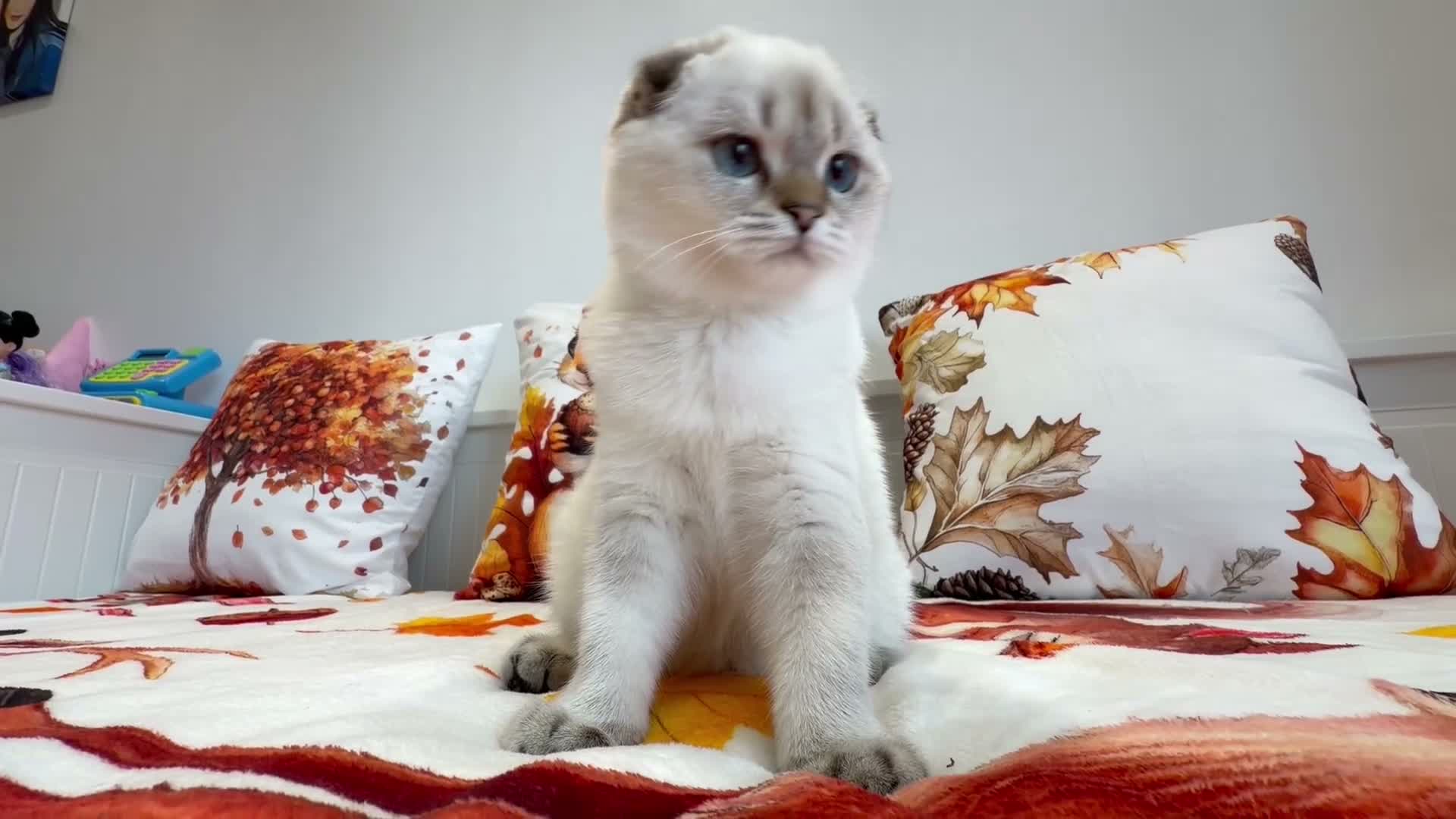 Scottish Fold cats for sale: 🐾 Stunning Scottish Fold Girl  🐾 - Video 1