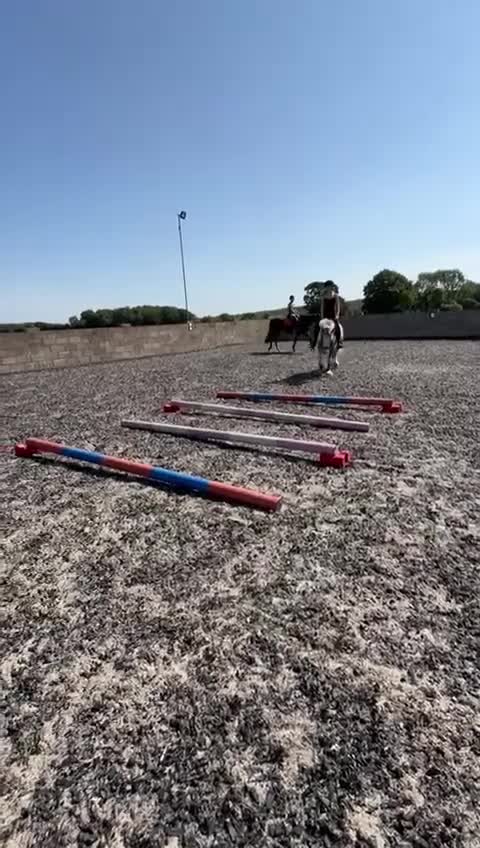 Irish Cob horses for sale: 6-year-old 13.1hh All-rounder-Fun,Safe & Talented in Dover - Video 1