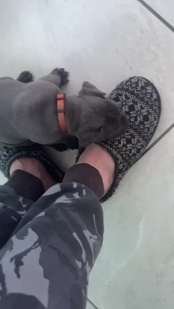 Cane Corso dogs for sale: Cane Corso Puppies for sale  in Hull - Video 4