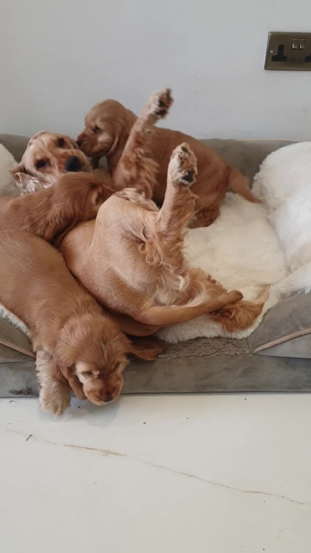Cocker Spaniel dogs for sale: Show line K.C Cocker Spaniel Puppies  - Video 1