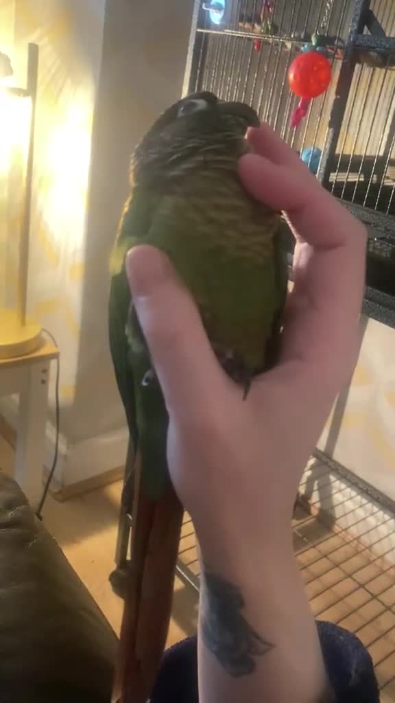 Conures birds for sale: Hand reared tame conure and kakarikis  - Video 1