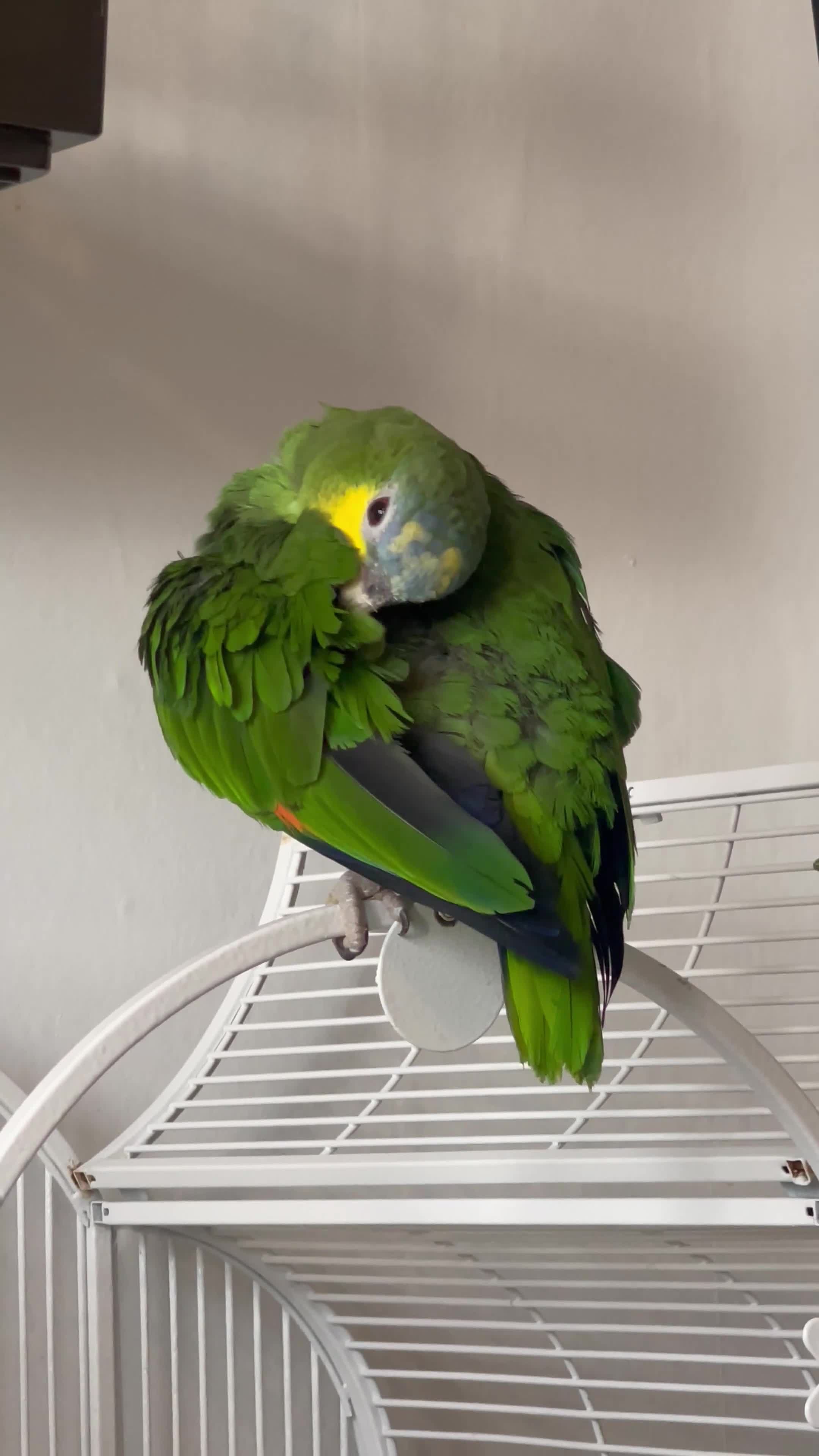 Parrots birds for sale:  Blue-Fronted Amazon Parrot – Calm & Friendly - Video 2