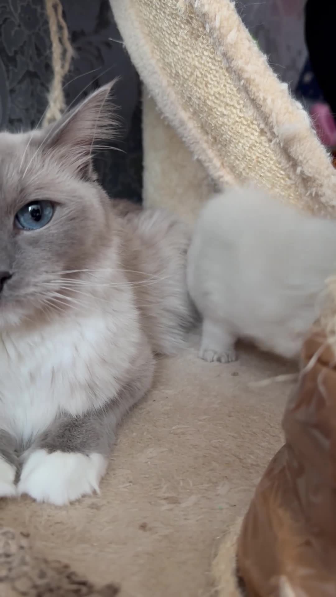 Ragdoll cats for sale:     Stunning Ragdoll Kittens - Video 1