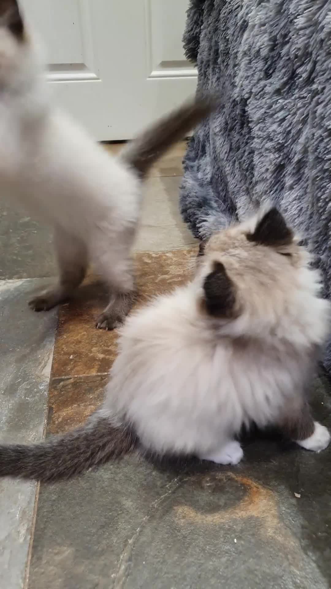 Ragdoll cats for sale: Stunning GCCF Registered Ragdoll Kittens. - Video 2