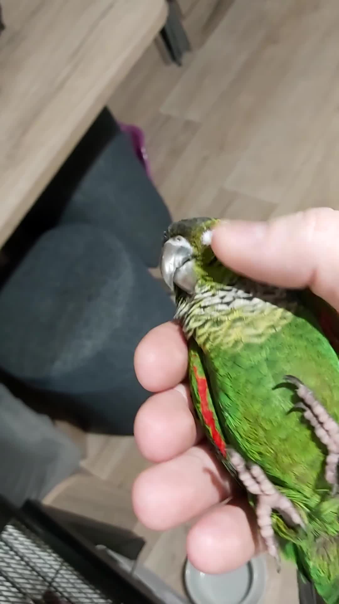 Conures birds for sale: Dna black capped conure tame female - Video 1