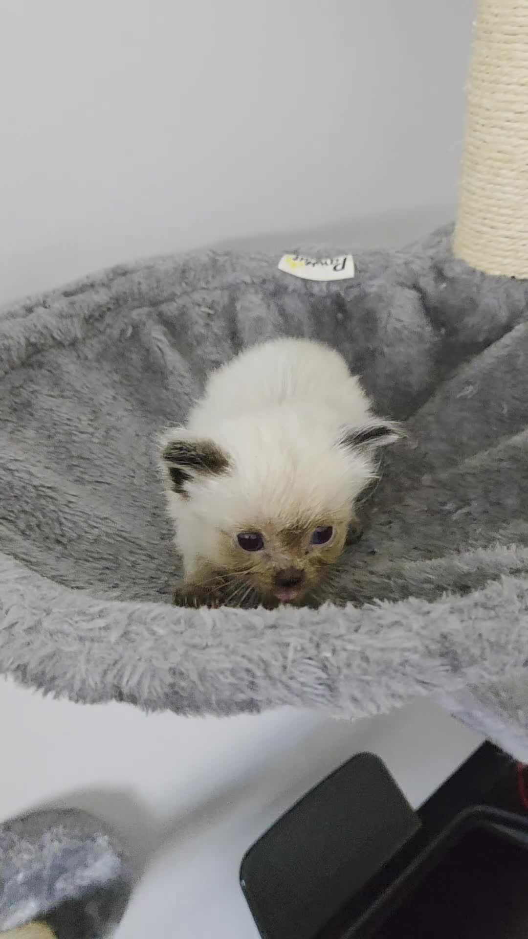 Ragdoll cats for sale: Purebred Ragdoll Kittens, Vaccinated  & Microchipp in Bradford - Video 1