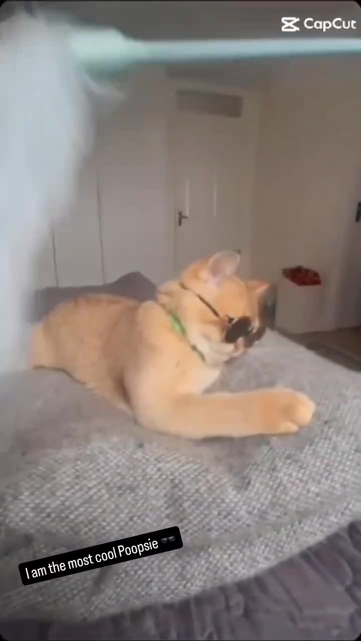 Scottish Fold cats for stud: Scottish Straight Male Stud – “Poopsie”  - Video 1