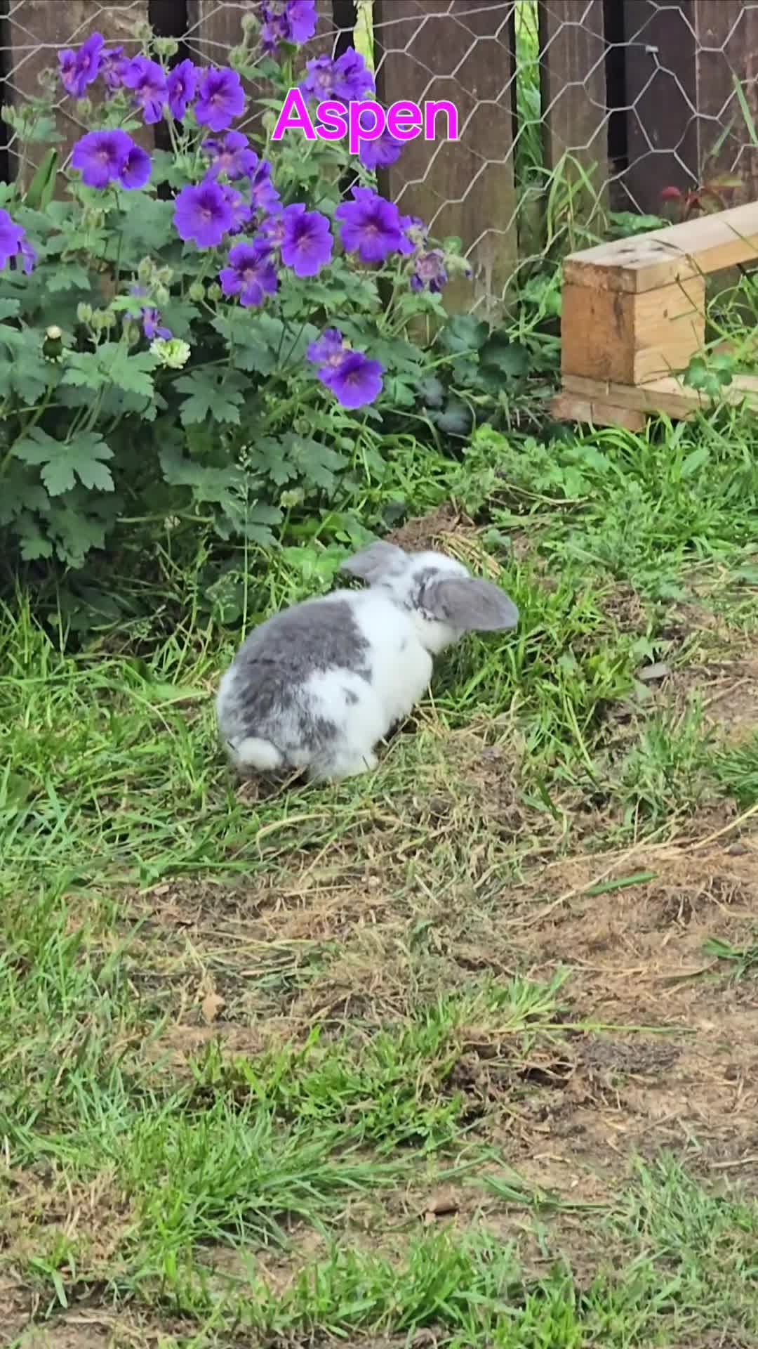 Mini Lop rabbits for sale: Beautiful mini lops x10 - Video 2