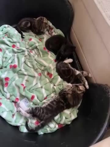 Mixed Breed cats for sale: Adorable Kittens Looking for Their Homes  in Waltham Abbey - Video 1
