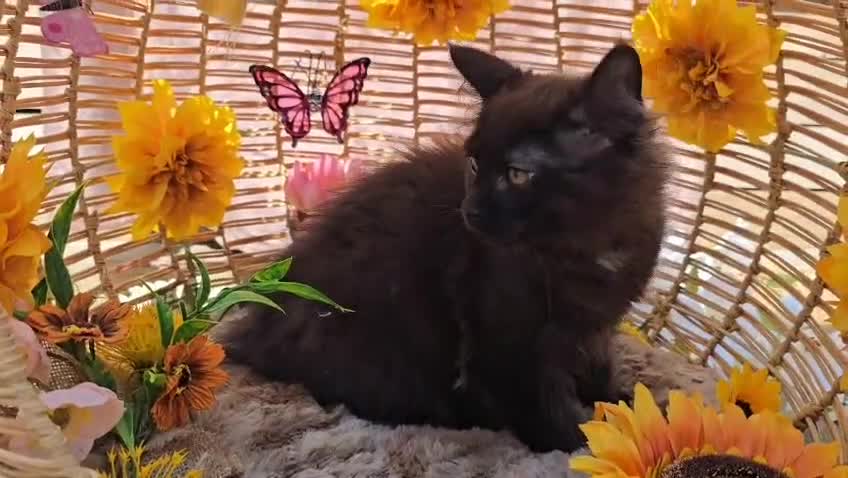 Maine Coon cats for sale: VARIOUS FULL PEDIGREE MAINE COON KITTENS FOR SALE in Rotherham - Video 5