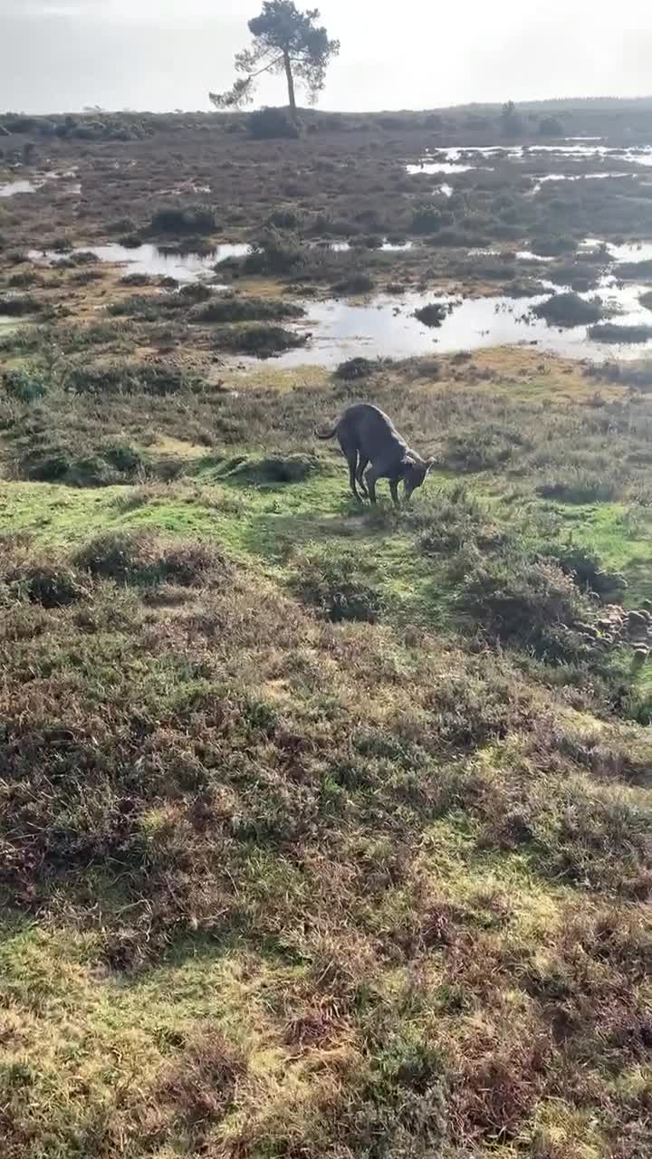 Mixed Breed dogs for sale: Bedlington whippet - Video 1