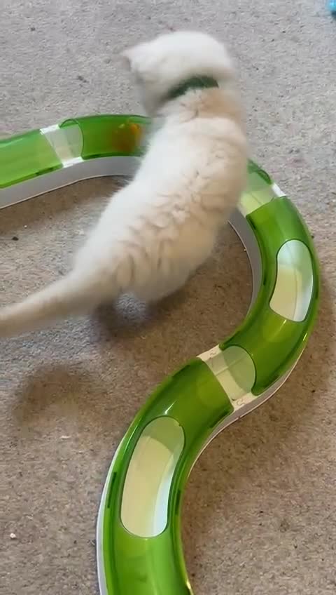 Ragdoll cats for sale:  Last two pure Ragdolls ready now reduced price - Video 1