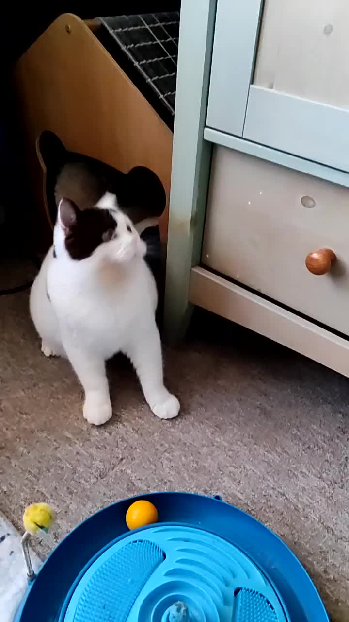 British Shorthair cats for sale: GCCF champions lines.Odd eyes boy and girl. - Video 2