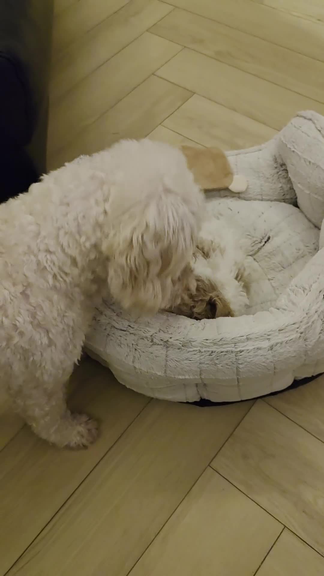 Cavapoo dogs for sale: Beautiful Male Cavapoo Puppy  - Video 1