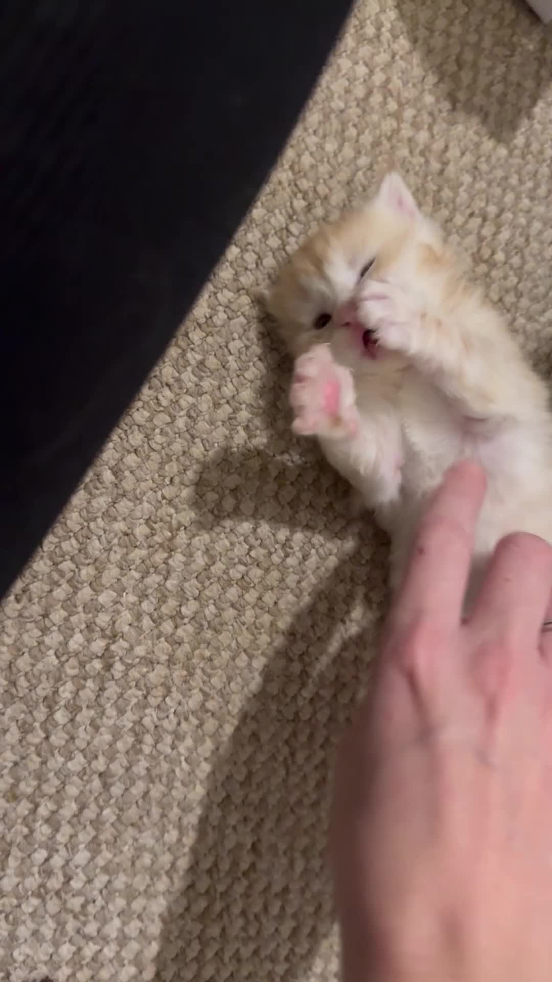 Maine Coon cats for sale: 3 week old mainecoon kittens - Video 1