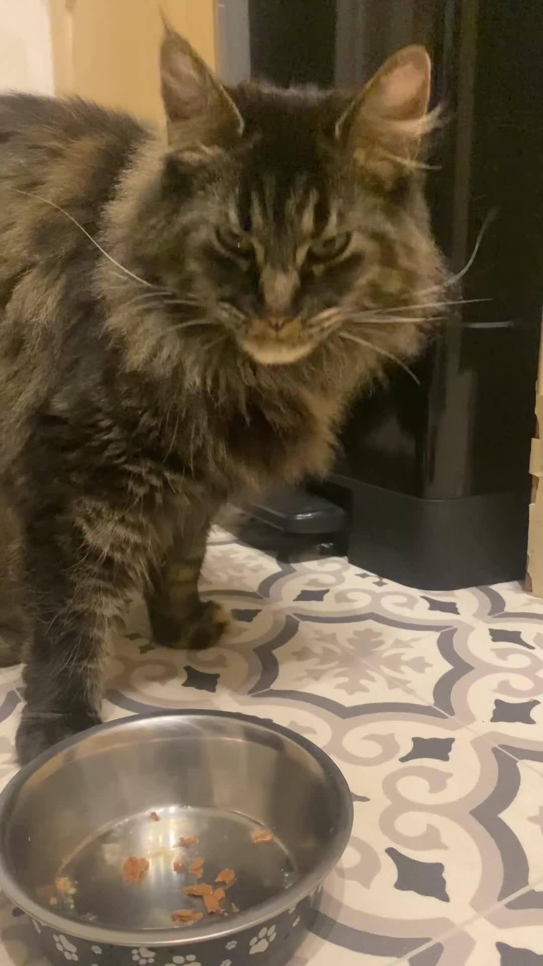 Maine Coon cats for sale: 2 Maine Coon Cats Seeking a Loving New Home - Video 1