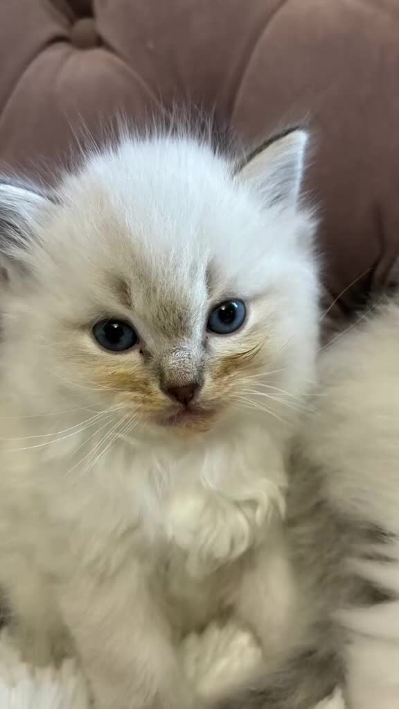 Ragdoll cats for sale: Stunning Blue Point Ragdolls -Ready 4th August  - Video 3